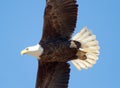 Bald Eagle in flight Royalty Free Stock Photo