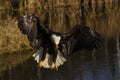 Bald Eagle in flight Royalty Free Stock Photo