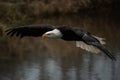 Bald Eagle in Flight Royalty Free Stock Photo