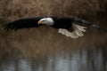 Bald Eagle in Flight Royalty Free Stock Photo