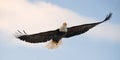 Bald eagle in flight. USA. Alaska. Chilkat River. Royalty Free Stock Photo