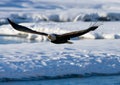 Bald eagle in flight. USA. Alaska. Chilkat River. Royalty Free Stock Photo