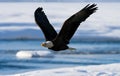 Bald eagle in flight. USA. Alaska. Chilkat River. Royalty Free Stock Photo