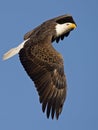 Bald Eagle in Flight Royalty Free Stock Photo
