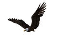 Bald Eagle in flight with wings raised. 3d illustration isolated on white background Royalty Free Stock Photo