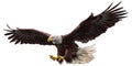 Bald eagle fly color vector.
