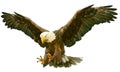 Bald eagle fly landing vector. Royalty Free Stock Photo