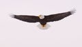 Bald Eagle flying Royalty Free Stock Photo