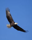 Calvo águila vuelo 