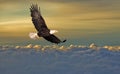 Bald eagle flying above the clouds