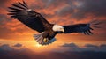 Bald eagle flying above the clouds at sunset Royalty Free Stock Photo