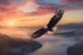 Bald Eagle Flying Above the Clouds at Sunset Royalty Free Stock Photo