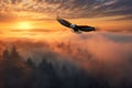 Bald Eagle Flying Above the Clouds at Sunset Royalty Free Stock Photo