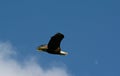 Bald Eagle Flying Across Partly Cloudy Sky Royalty Free Stock Photo