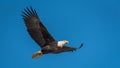 Bald eagle flying against blue sky with wings spread Royalty Free Stock Photo