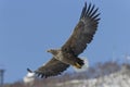 Bald eagle flying against a blue sky background Royalty Free Stock Photo