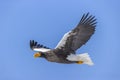 Bald eagle flying against a blue sky background Royalty Free Stock Photo