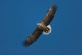 Bald eagle flying against a blue sky background Royalty Free Stock Photo