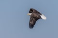 Bald Eagle Flying Against Blue Sky Royalty Free Stock Photo