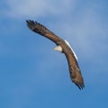 Bald eagle flying against a blue sky with clouds. Royalty Free Stock Photo