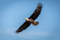 Bald eagle flying in a blue sky Royalty Free Stock Photo