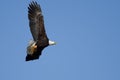 Bald Eagle Flying in a Blue Sky Carrying a Half Eaten Squirrel Royalty Free Stock Photo