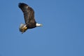 Bald Eagle Flying in a Blue Sky Carrying a Half Eaten Squirrel Royalty Free Stock Photo