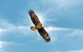Bald Eagle Flying in Blue Sky with Sun over wing Royalty Free Stock Photo