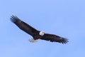 American Bald Eagle in Flight Against a Clear Blue Sky Royalty Free Stock Photo