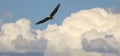 Bald Eagle Flying in Clouds