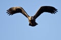 Bald Eagle Flying Directly At You