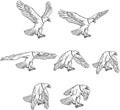 Bald Eagle Flying Drawing Collection Set Royalty Free Stock Photo