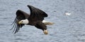 Bald eagle and fish following