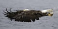 Bald eagle flying with fish. Royalty Free Stock Photo