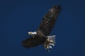 Bald eagle flying with a fish Royalty Free Stock Photo