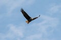 A Bald Eagle flying with a fish in it`s talons Royalty Free Stock Photo