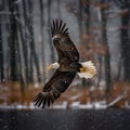 bald eagle flying in forest .Generative Ai Royalty Free Stock Photo