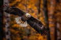 bald eagle flying in forest .Generative Ai Royalty Free Stock Photo