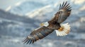 Bald Eagle Flying in Front of Snowy Mountain Royalty Free Stock Photo