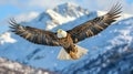 Bald Eagle Flying in Front of Snowy Mountain Royalty Free Stock Photo