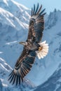 Bald Eagle Flying in Front of Snowy Mountain Royalty Free Stock Photo