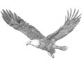 Bald eagle flying hand draw sketch black line on white background Royalty Free Stock Photo