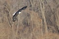 Bald eagle flies over river looks for fish Royalty Free Stock Photo
