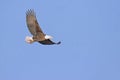 Bald Eagle flying high on a clear day Royalty Free Stock Photo