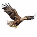 Bald Eagle Flying Isolated On White Background Stock Photo Royalty Free Stock Photo