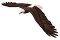 Bald eagle flying isolated on white 3d illustration Royalty Free Stock Photo