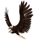 Bald eagle flying isolated on white 3d illustration Royalty Free Stock Photo