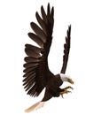 Bald eagle flying isolated on white 3d illustration Royalty Free Stock Photo