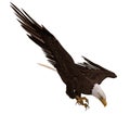 Bald eagle flying isolated on white 3d illustration Royalty Free Stock Photo