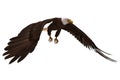 Bald eagle flying isolated on white 3d illustration Royalty Free Stock Photo